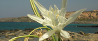 Сайт Bazadzhi Travel Остров Крит